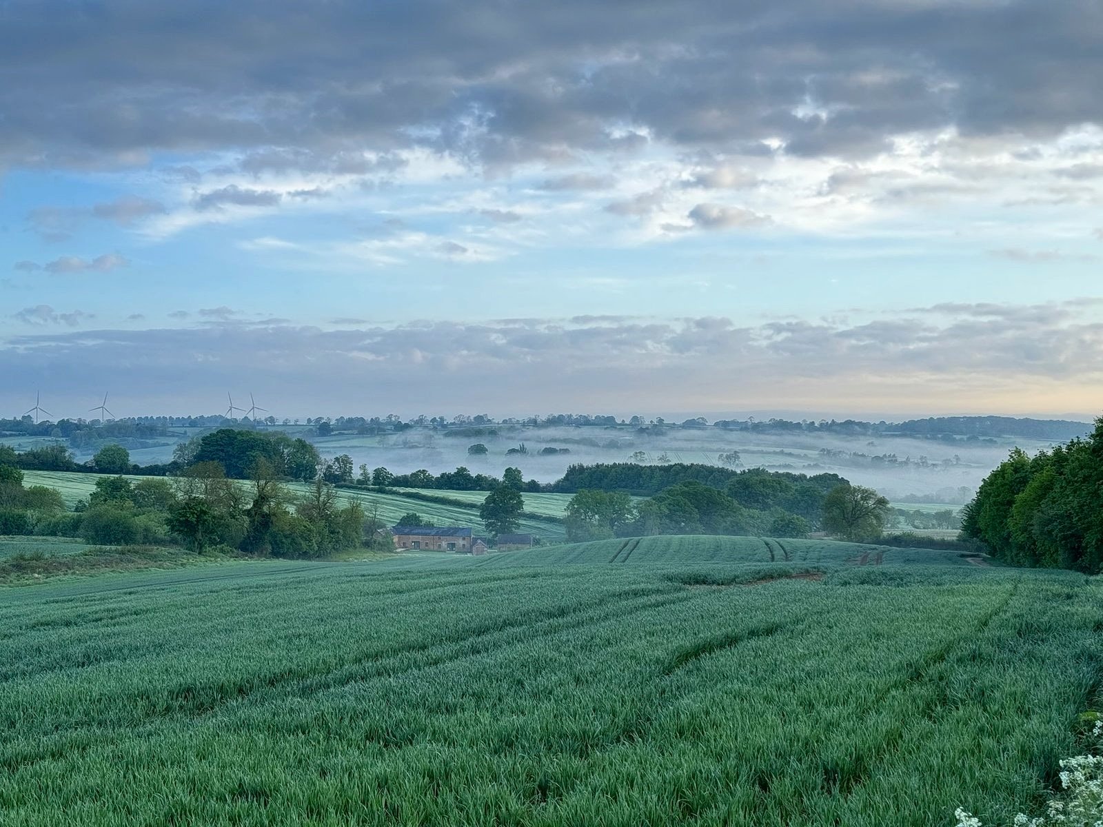 Cereal crop at first light, with mist lying in the valley beyond
