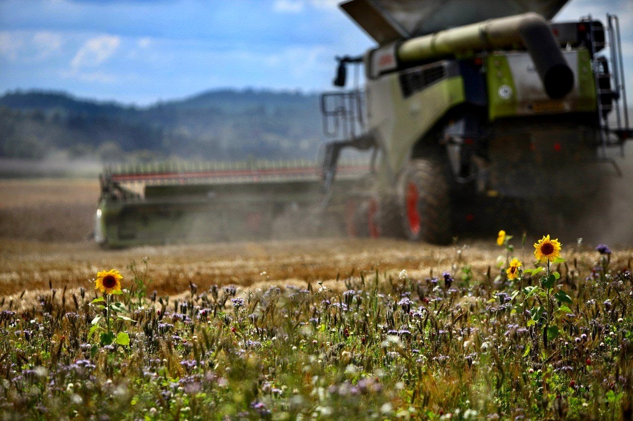 Combine harvester behind a margin of sunflowers and wildflowers
