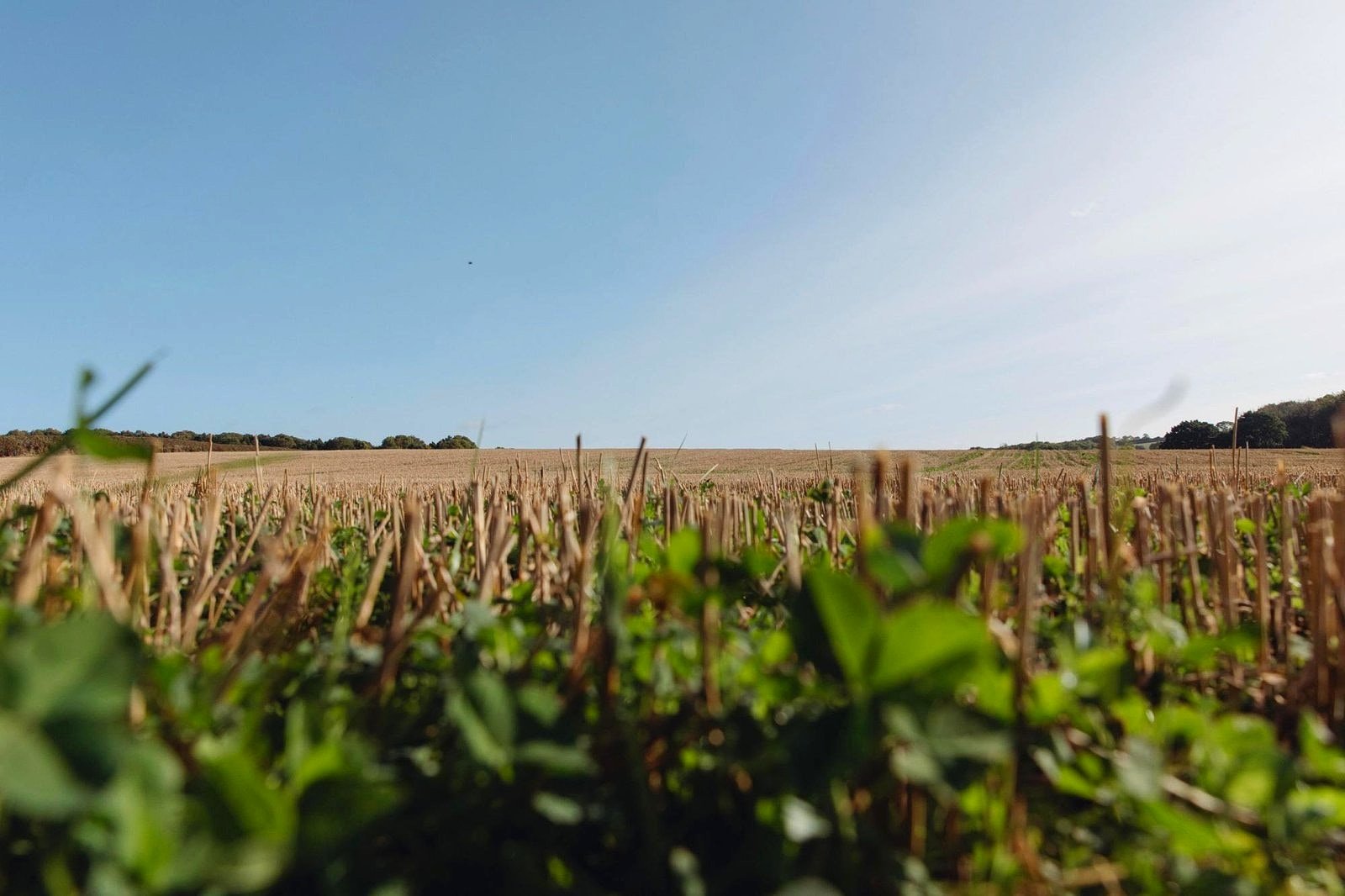 enh-field-far-view